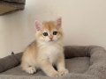 NY12 Erkek British Shorthair Golden
