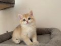 NY12 Erkek British Shorthair Golden