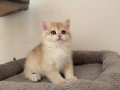 NY12 Erkek British Shorthair Golden