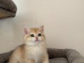 NY12 Erkek British Shorthair Golden