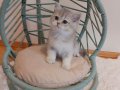 Blue Golden British Shorthair