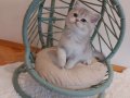 Blue Golden British Shorthair