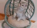 Blue Golden British Shorthair