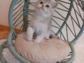 Blue Golden British Shorthair