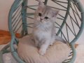 Blue Golden British Shorthair
