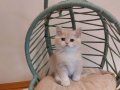 Lilac Golden British Shorthair