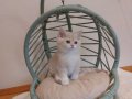 Lilac Golden British Shorthair