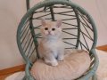 Lilac Golden British Shorthair