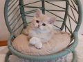 Lilac Golden British Shorthair