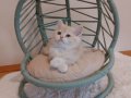 Lilac Golden British Shorthair