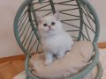 Point Blue Golden British Shorthair