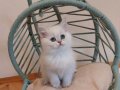 Point Blue Golden British Shorthair