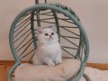 Point Blue Golden British Shorthair