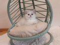 Point Blue Golden British Shorthair