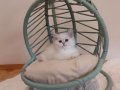 Point Blue Golden British Shorthair