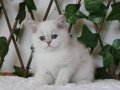 AY1133 Erkek British Shorthair Golden Point