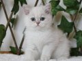 AY1133 Erkek British Shorthair Golden Point