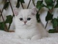 AY1133 Erkek British Shorthair Golden Point
