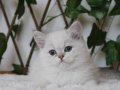 AY1133 Erkek British Shorthair Golden Point