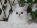 AY1133 Erkek British Shorthair Golden Point