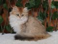 British Longhair Golden Asil Kızımız