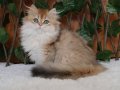 British Longhair Golden Asil Kızımız