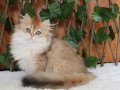 British Longhair Golden Asil Kızımız
