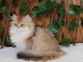 British Longhair Golden Asil Kızımız