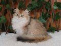 British Longhair Golden Asil Kızımız