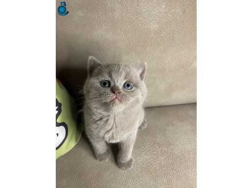 Biritsh shorthair ve Scottish fold yavrular