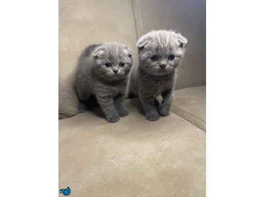 Scottish fold yavru