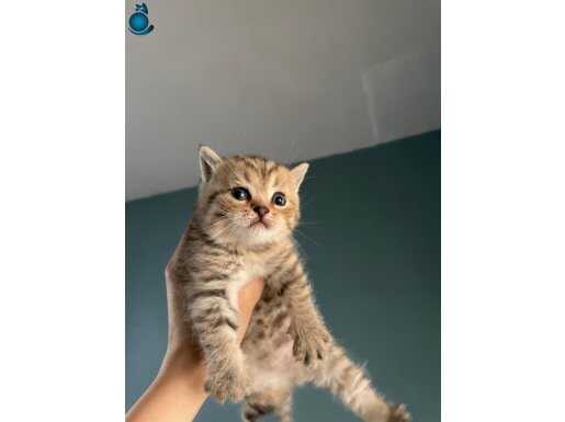 British shorthair golden ny22