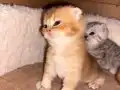 Ev Doğumlu Golden British Shorthair Bebekler