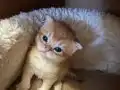 Ev Doğumlu Golden British Shorthair Bebekler