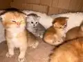 Ev Doğumlu Golden British Shorthair Bebekler