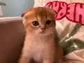 Golden scottish fold üst sekment yavrular 