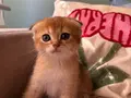 Golden scottish fold üst sekment yavrular 