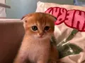 Golden scottish fold üst sekment yavrular 