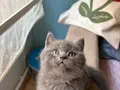 British shorthair top kafa yavru