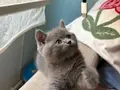 British shorthair top kafa yavru