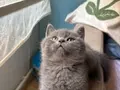 British shorthair top kafa yavru