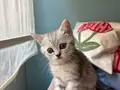 British shorthair silver yavru