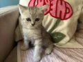 British shorthair silver yavru