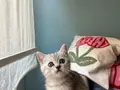 British shorthair silver yavru