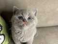 Biritsh shorthair ve Scottish fold yavrular