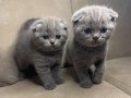 Scottish fold yavru