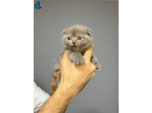 A KALİTE SCOTTİSH BRİTİSH YAVRULARIMIZ