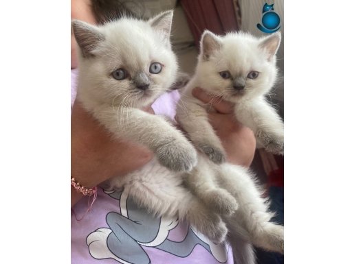 Minik sevimli 2 aylık beyaz yavru kediler