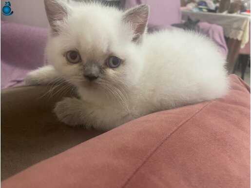 Minik beyaz yavru kedi
