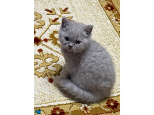 Füme rengi 2 aylık dişi yavru kedi